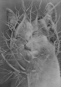 Baumgartner Alexandra, "Distance"