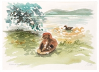 Wichtl Silvia, "Wildenten am Klopeiner See"