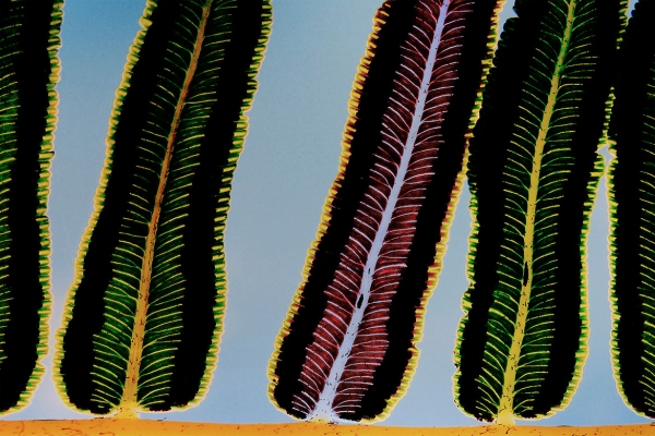 © richardluerzer.at